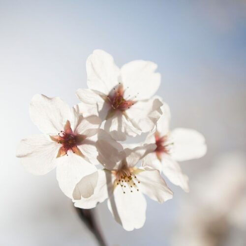 White Flowers